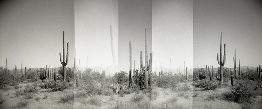 The Sonoran Desert