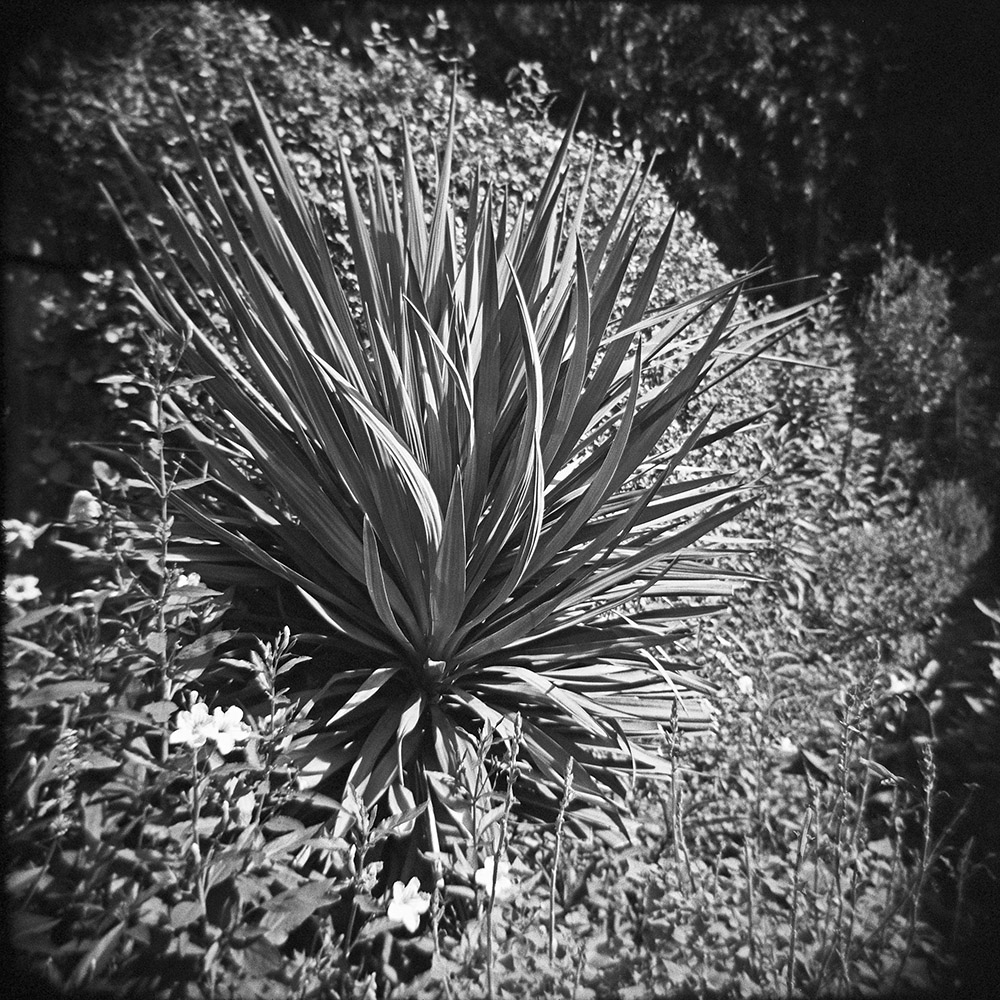 Butterfly Garden Walk