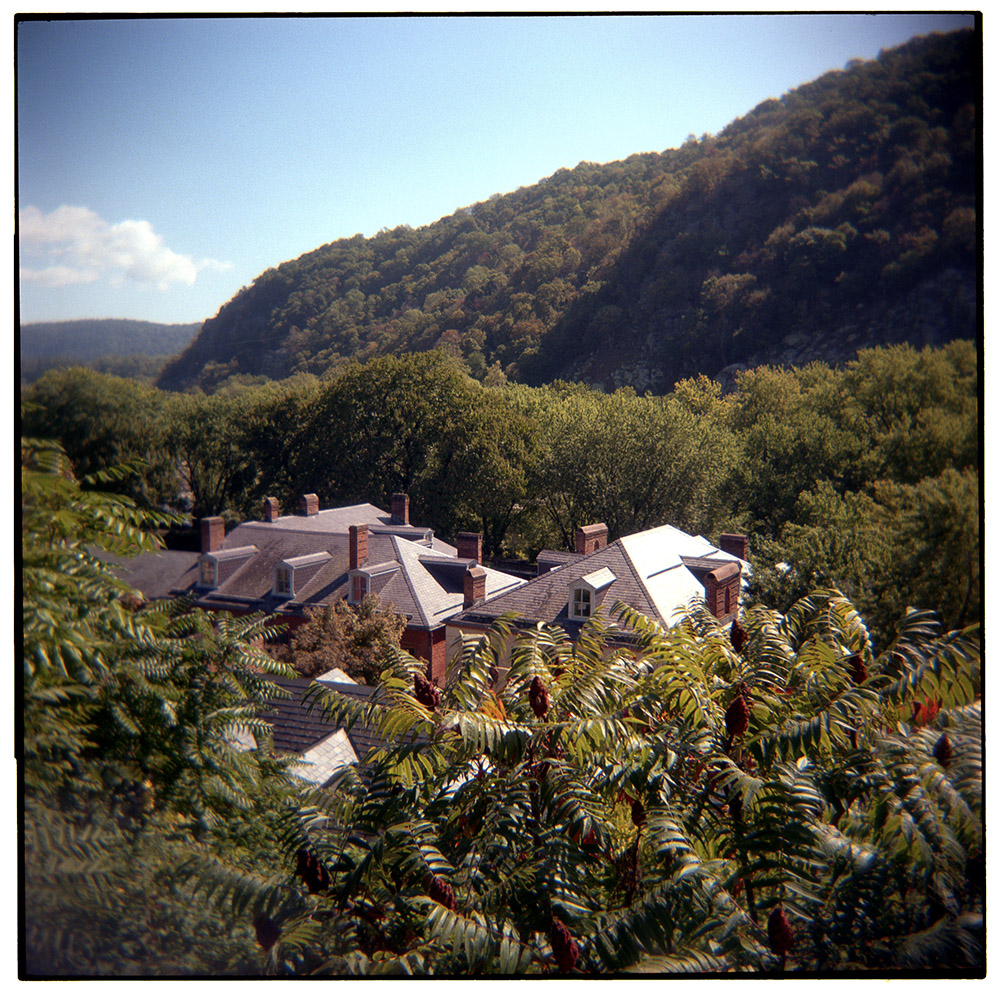 Rhus, Harpers Ferry, WV 2023