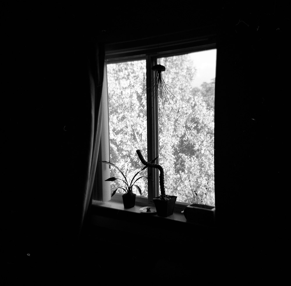 Plants in a windowsill 