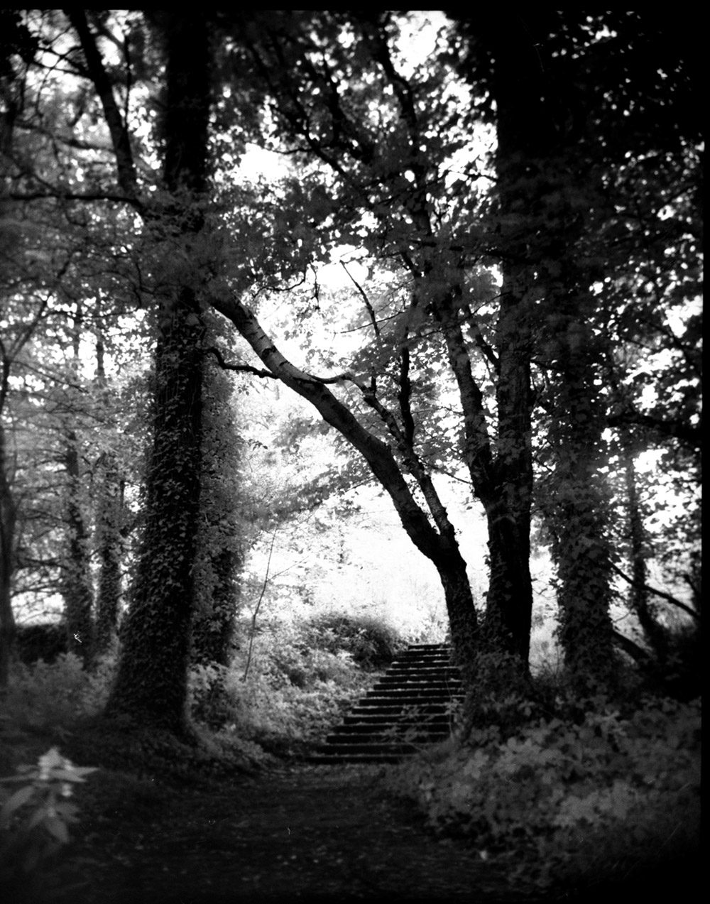 Steps at Cranny