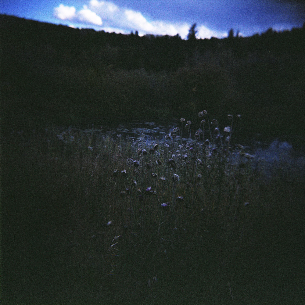 Thistles