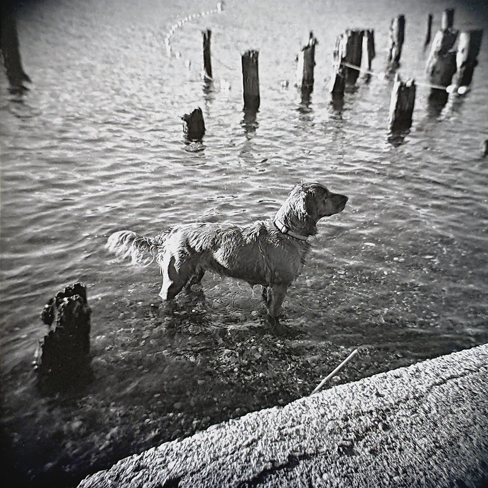 Doggo Beach