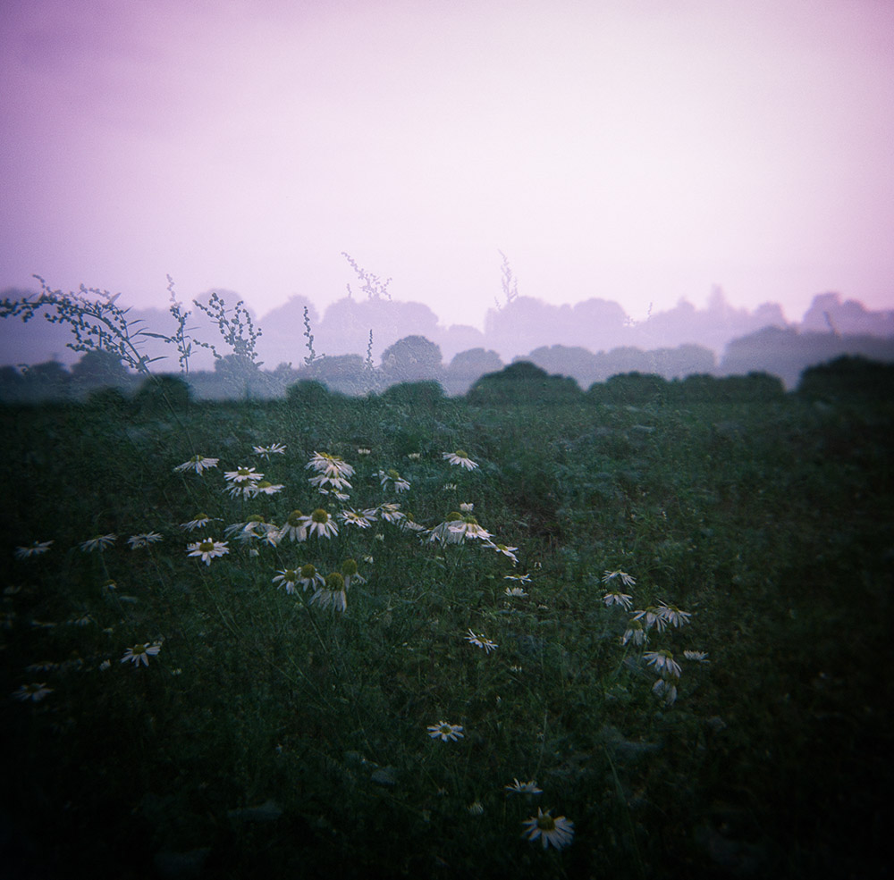 Holga Daisies - Multi Exposure