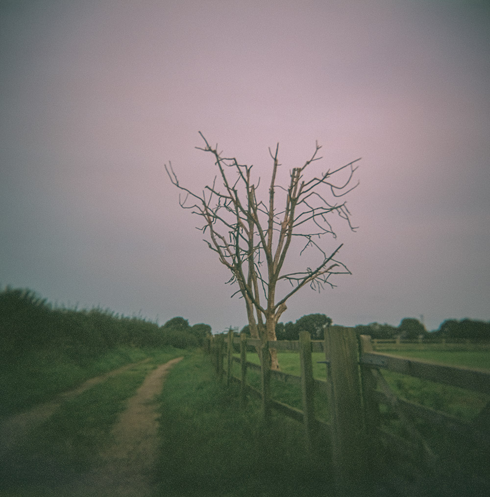 Holga Tree - Single