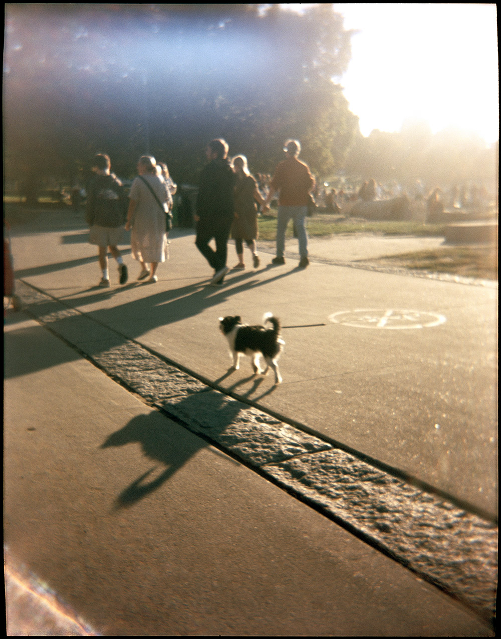 Doggy with a Big Shadow in the Evening Light