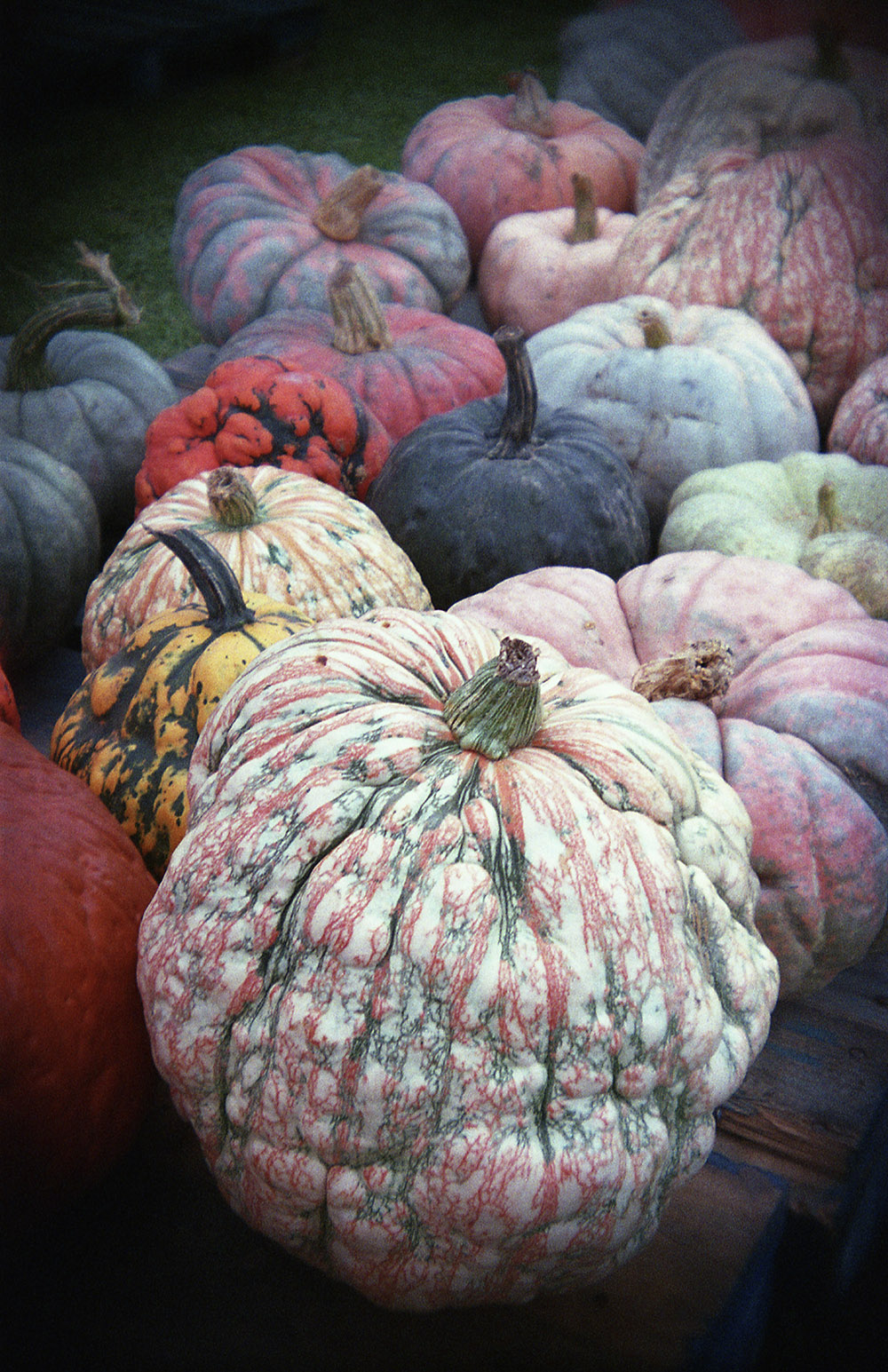 Pumpkins