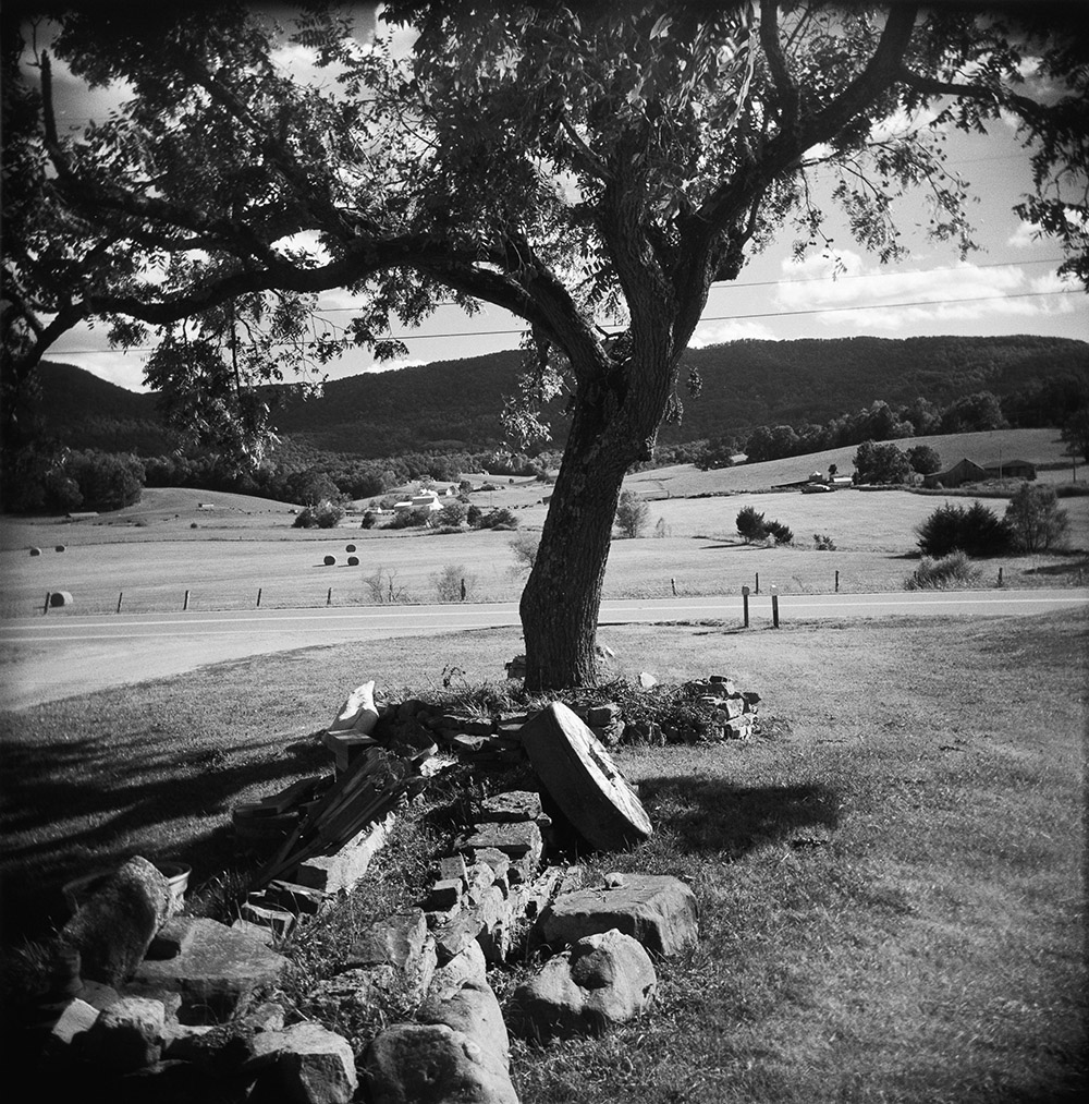 Shade Tree at Dixie Gas