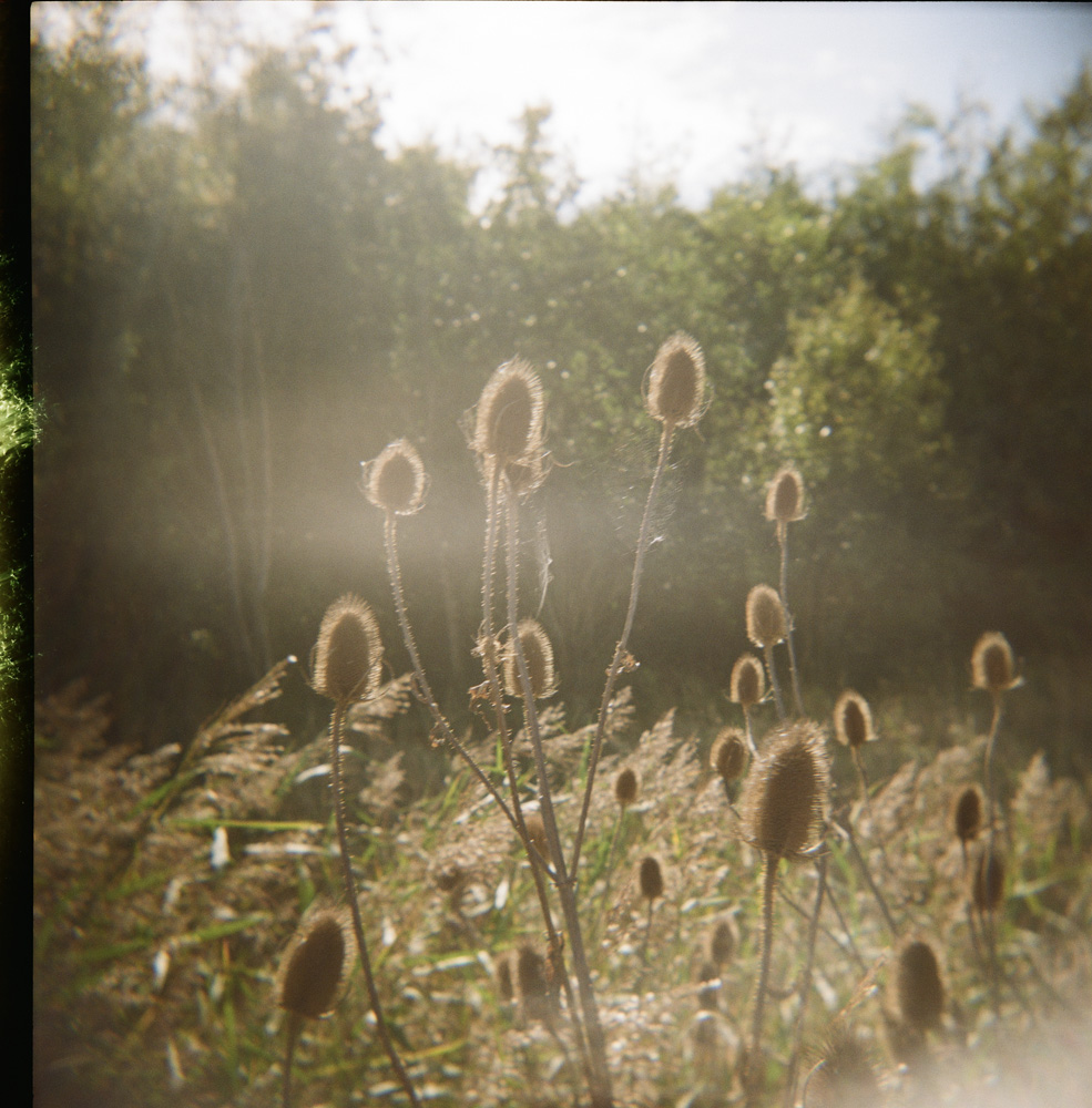 Thistles