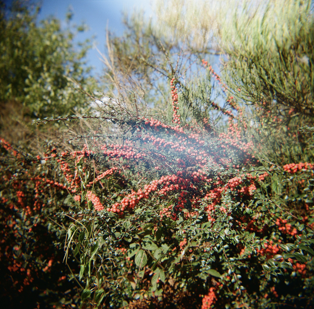 Red Berries