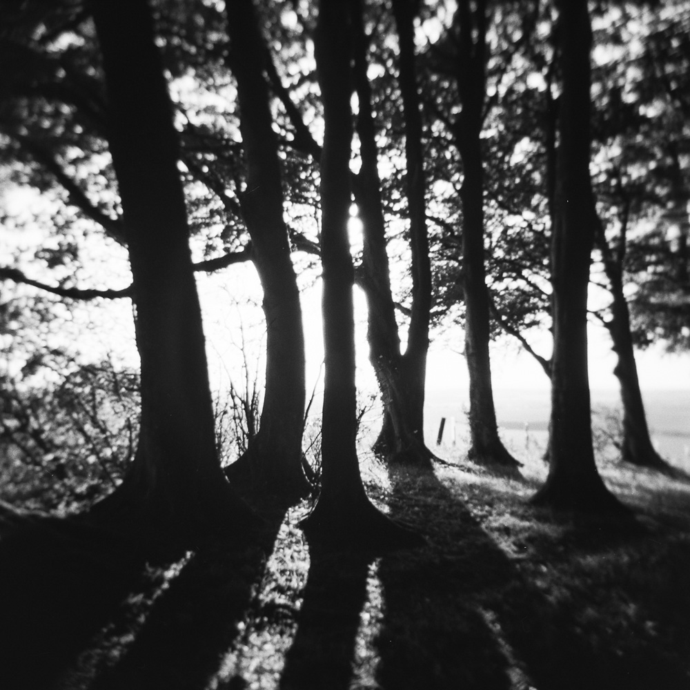 Beech Trees