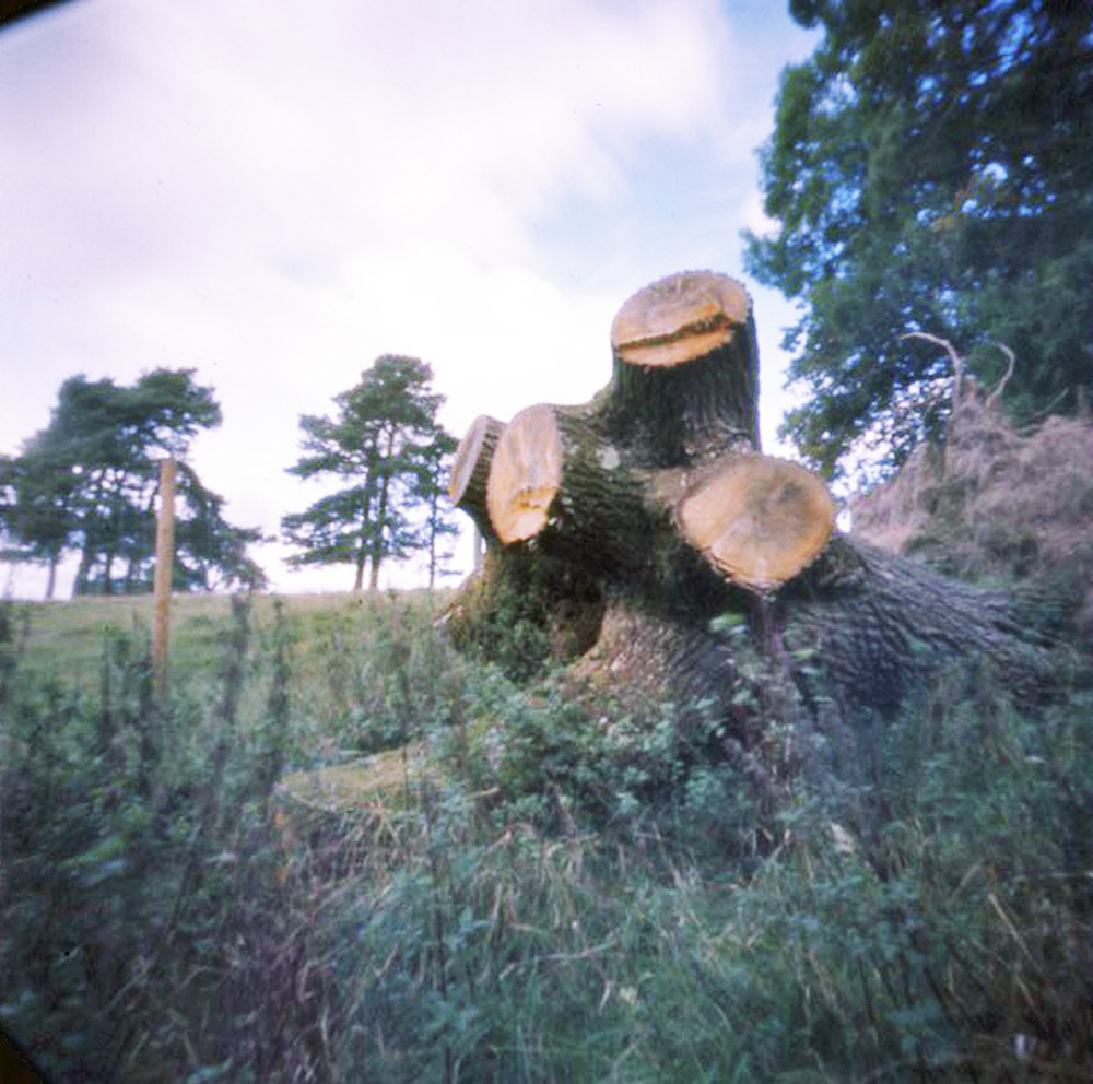 Felled Tree Stump