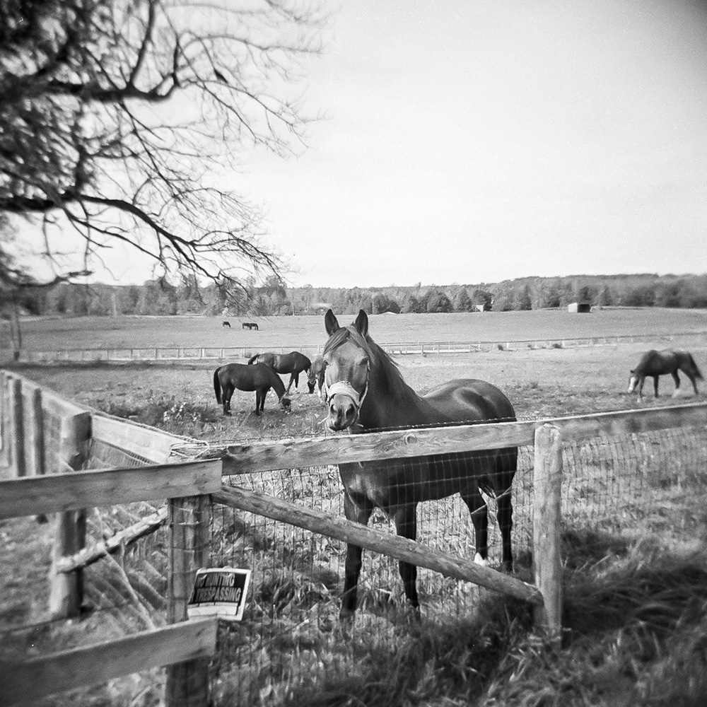 On the farm