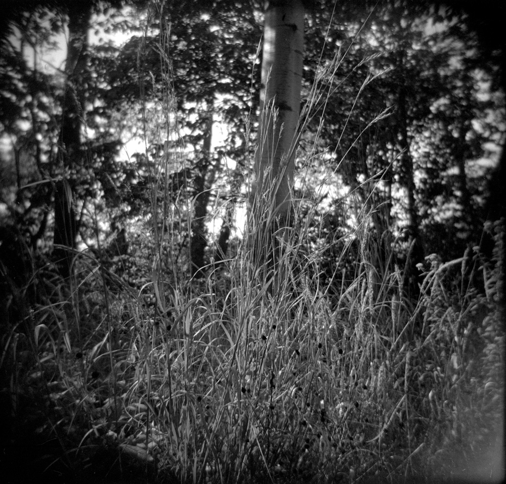 Backyard Prairie 