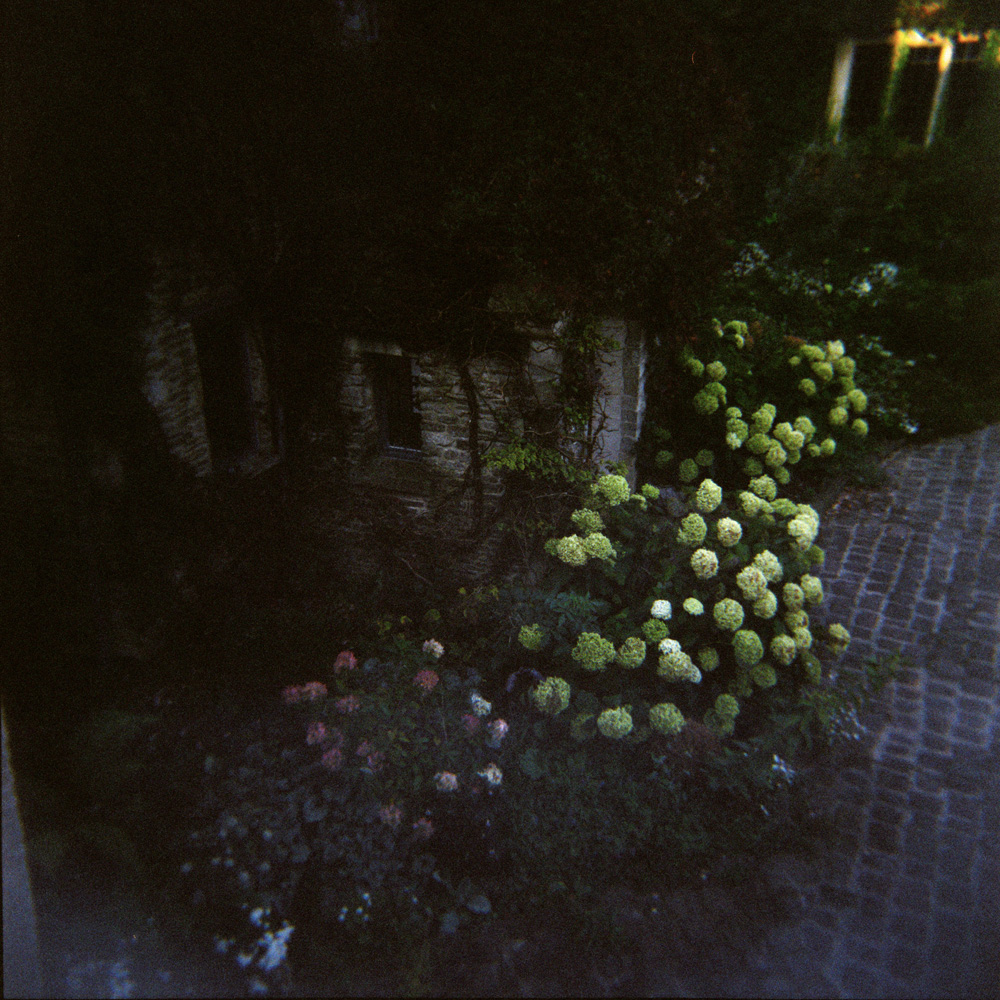 Whatley Manor Hydrangeas