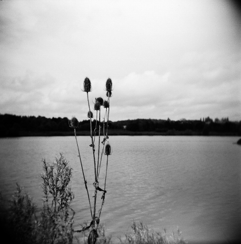 A flower by the lake