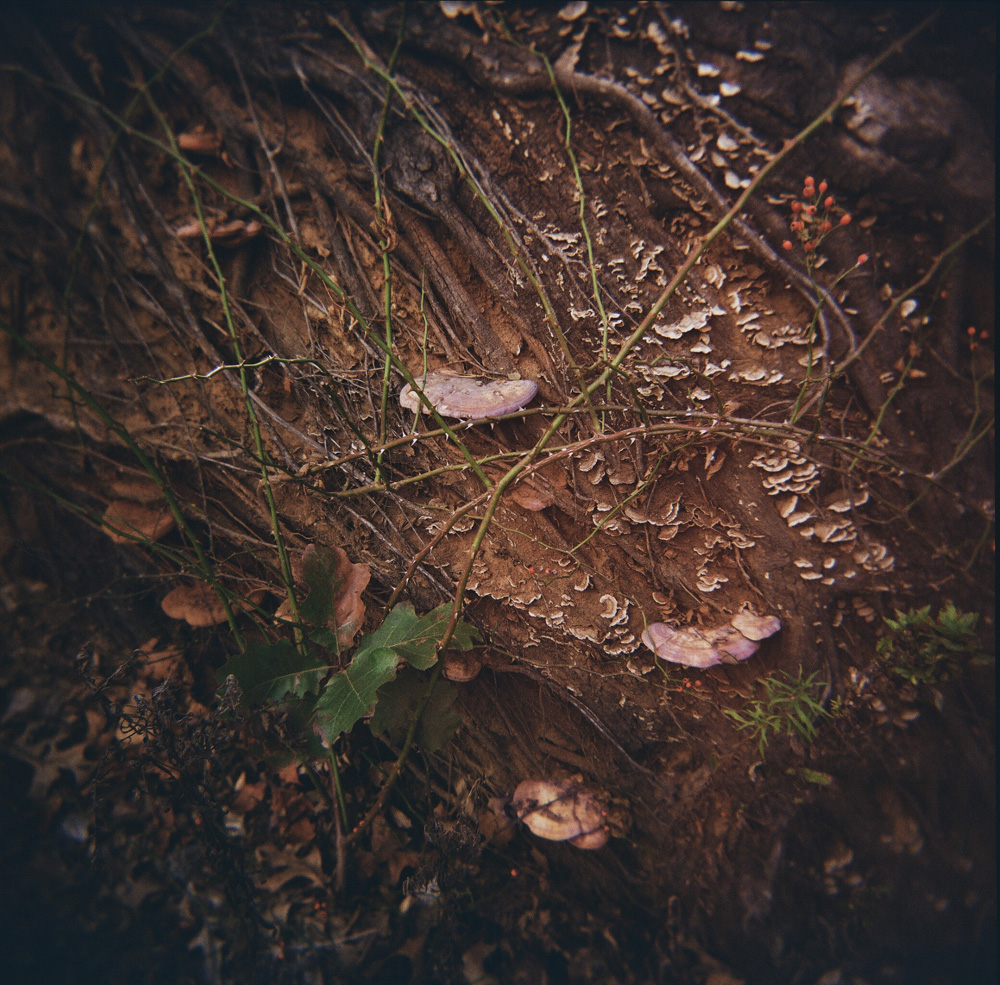 Salem Woods - Bracket Fungi