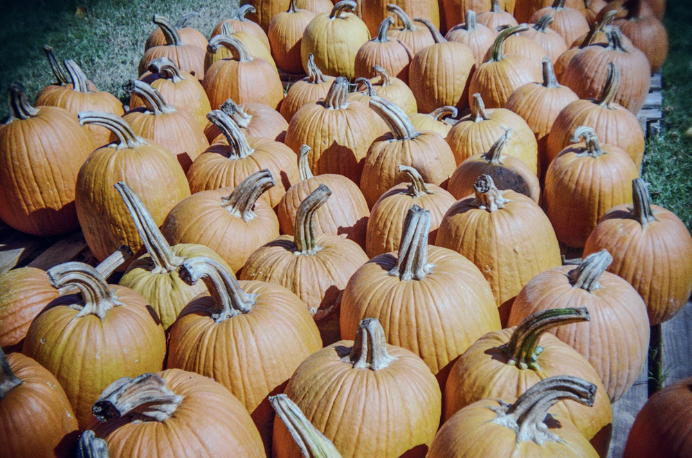 Pumpkins