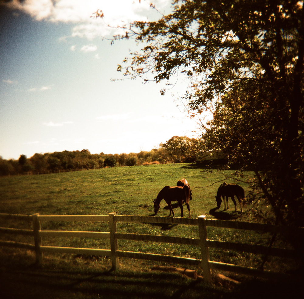 Holga Horses