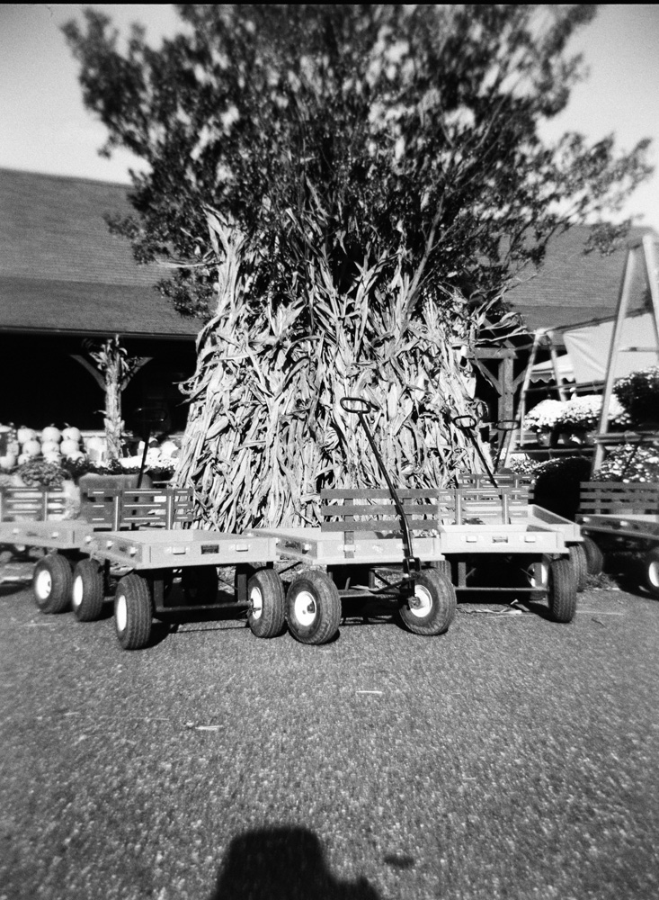 Corn stalks and pumpkins, oh my.