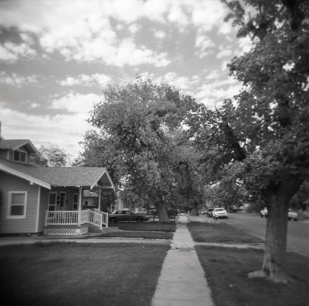 The Big Yellow Tree