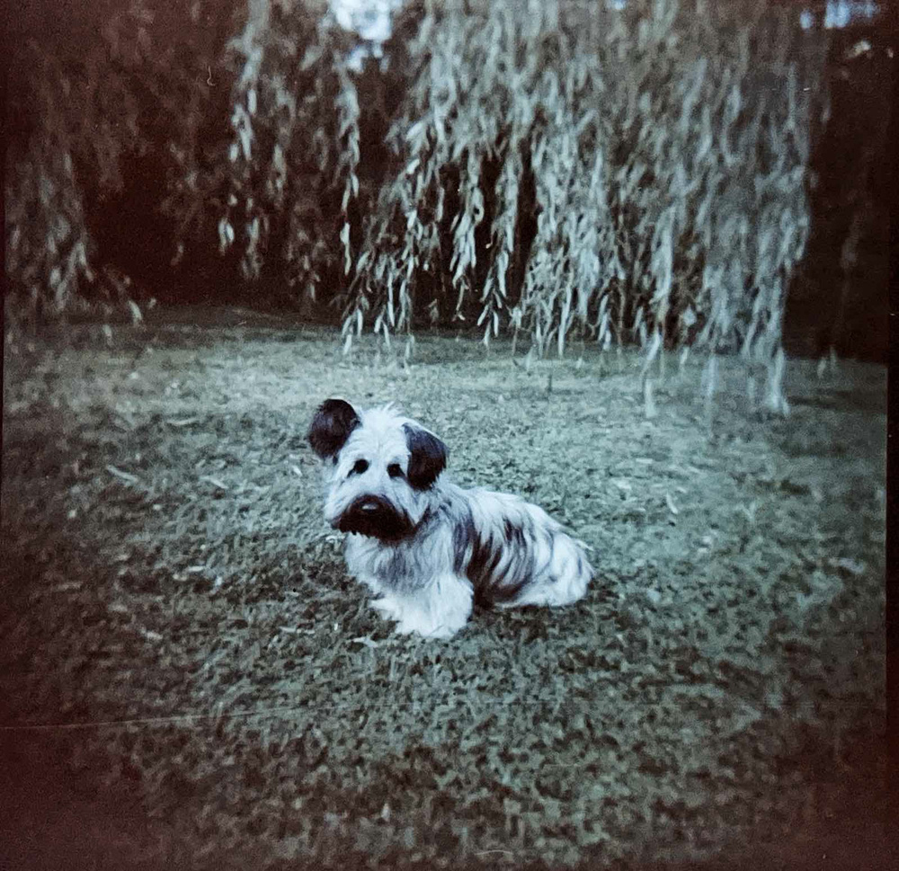 Fife, Skye Terrier