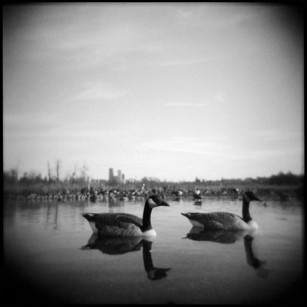 The Geese of Burnaby Lake