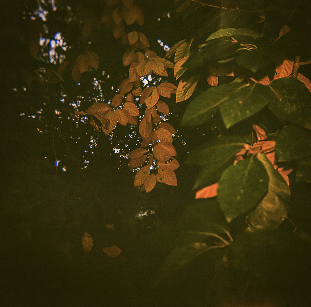 Leaves with Flash