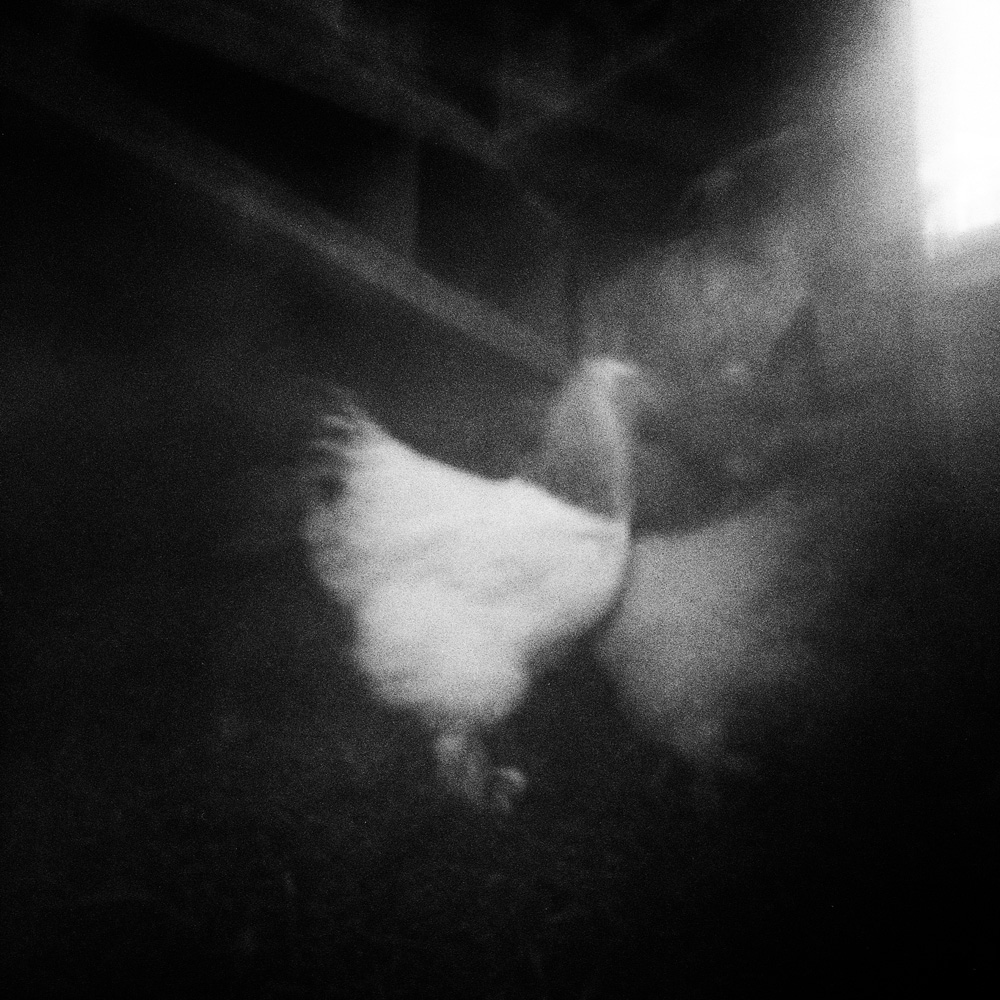 the Prodigal Hen