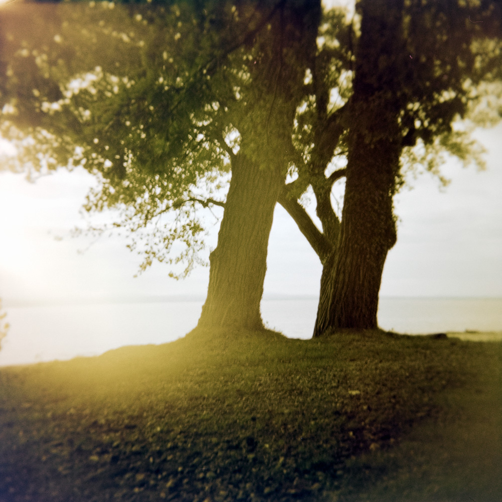 My favorite trees at Lake Constance