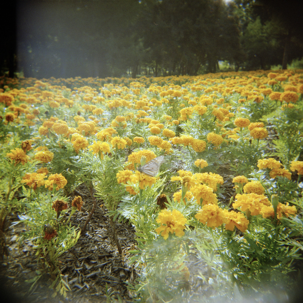 Monarch in the Marigolds