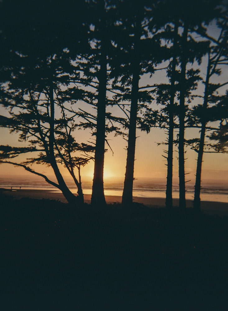 Yachats Ocean Road Trees