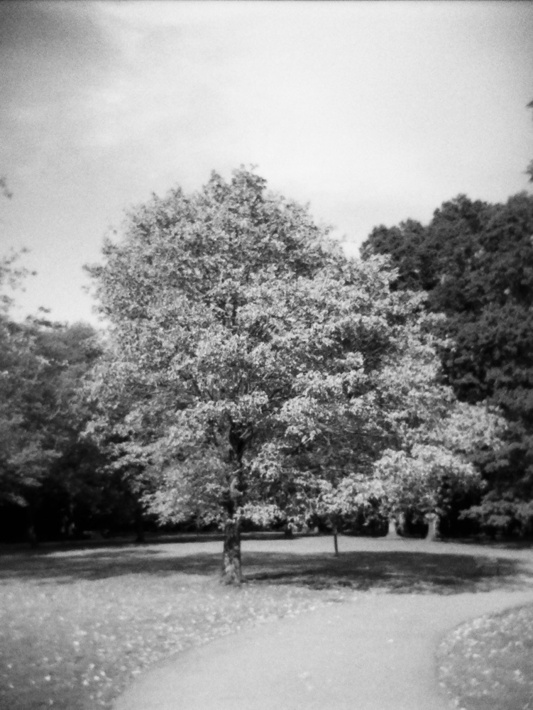 Autumn Tree