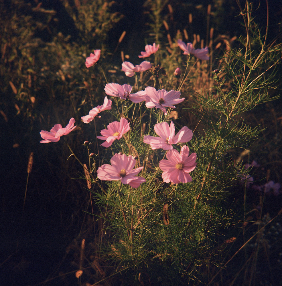 Flowers in Gold