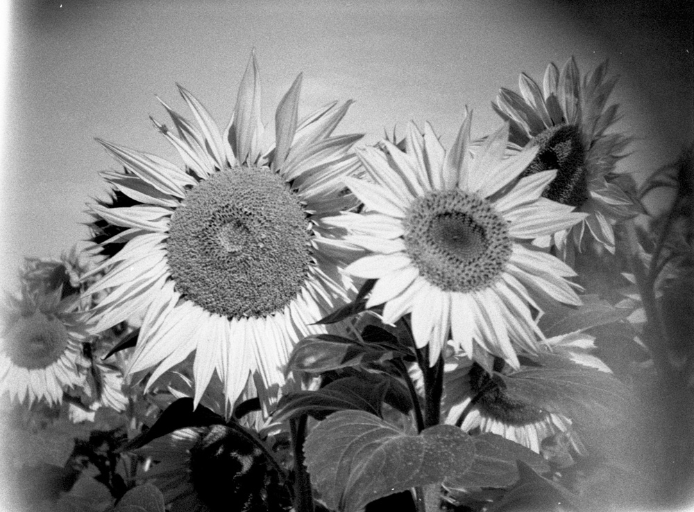 Holga Sun