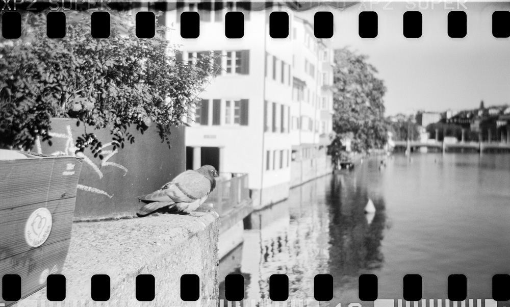 Silent Watcher by the Water