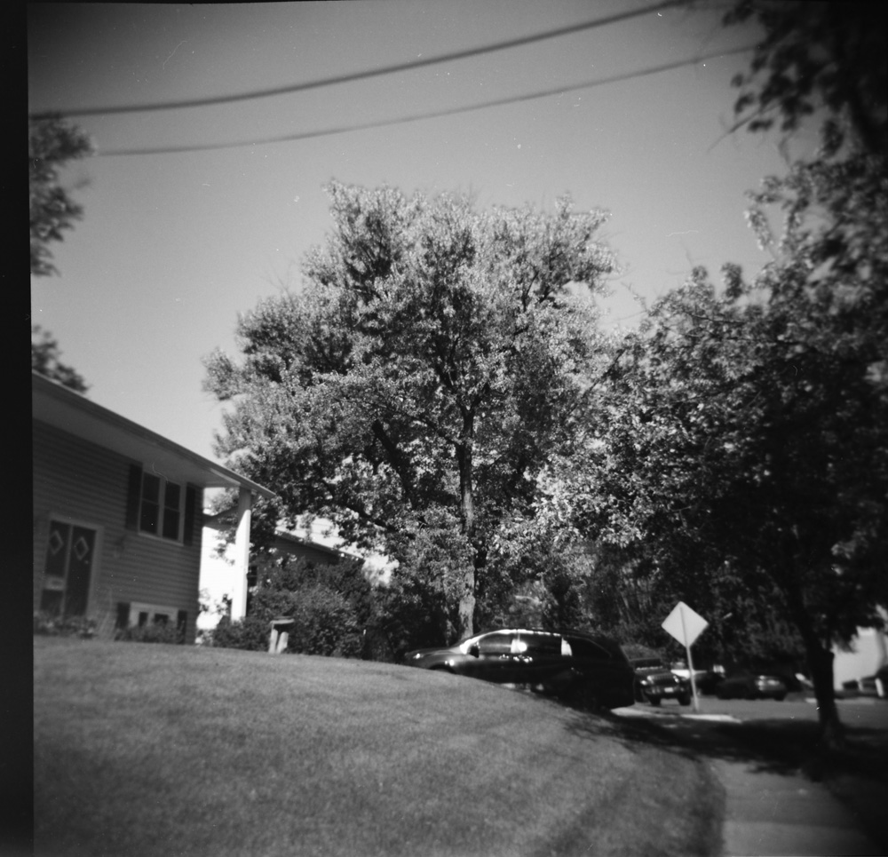 Greenbelt street with tree