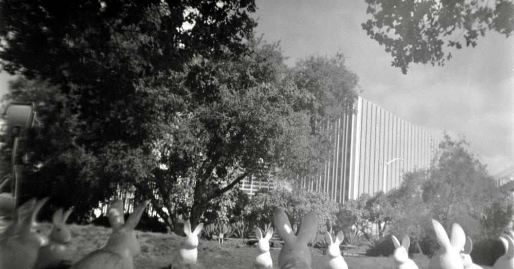 Rabbit city gathering