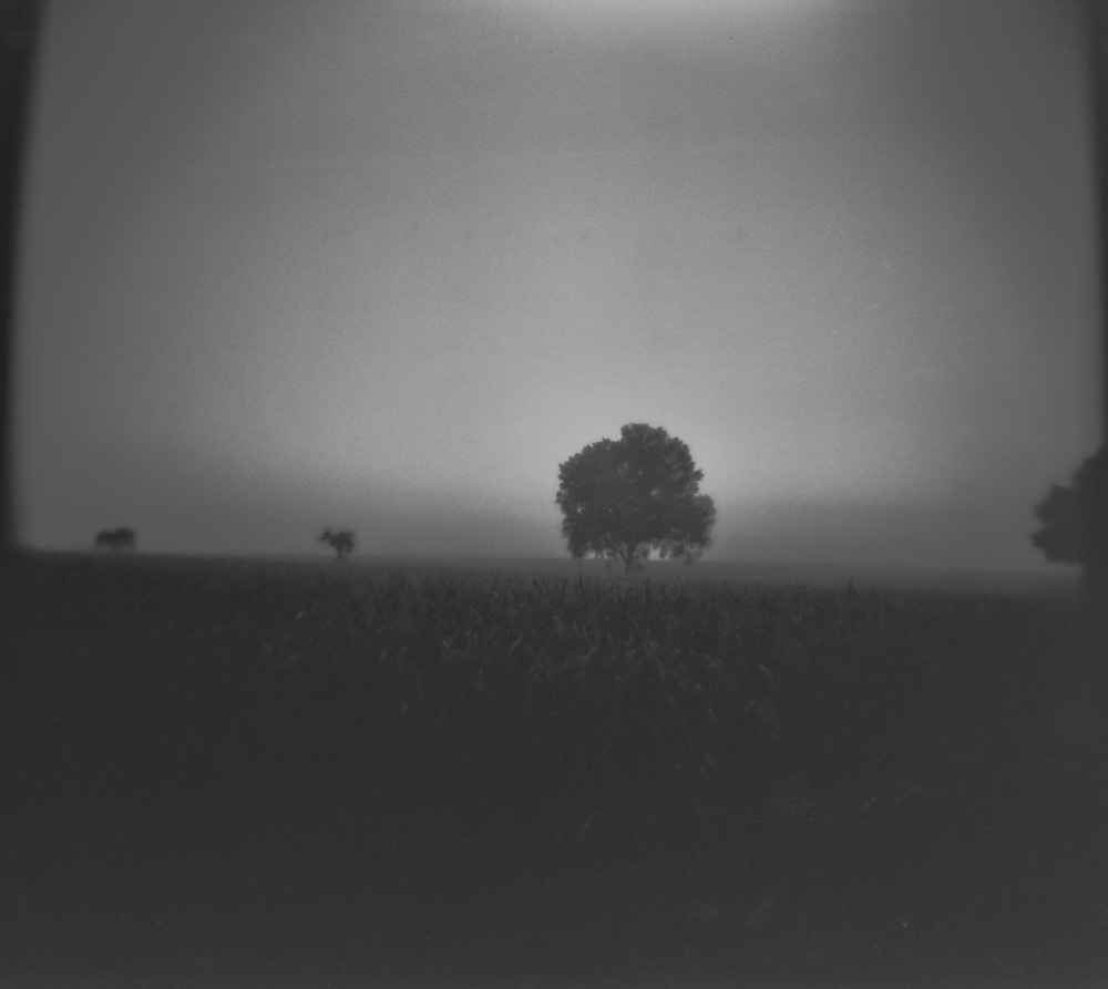 Morning light in the fields