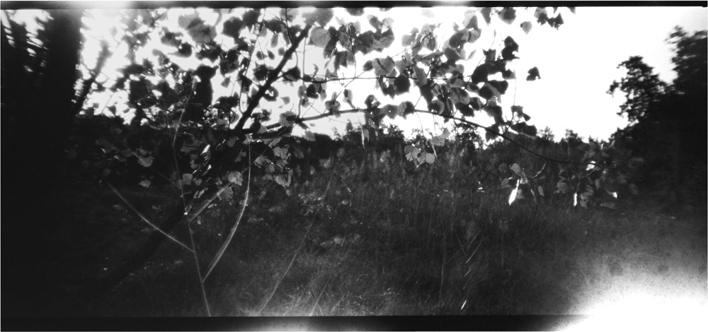 Favorite tree in a local forest