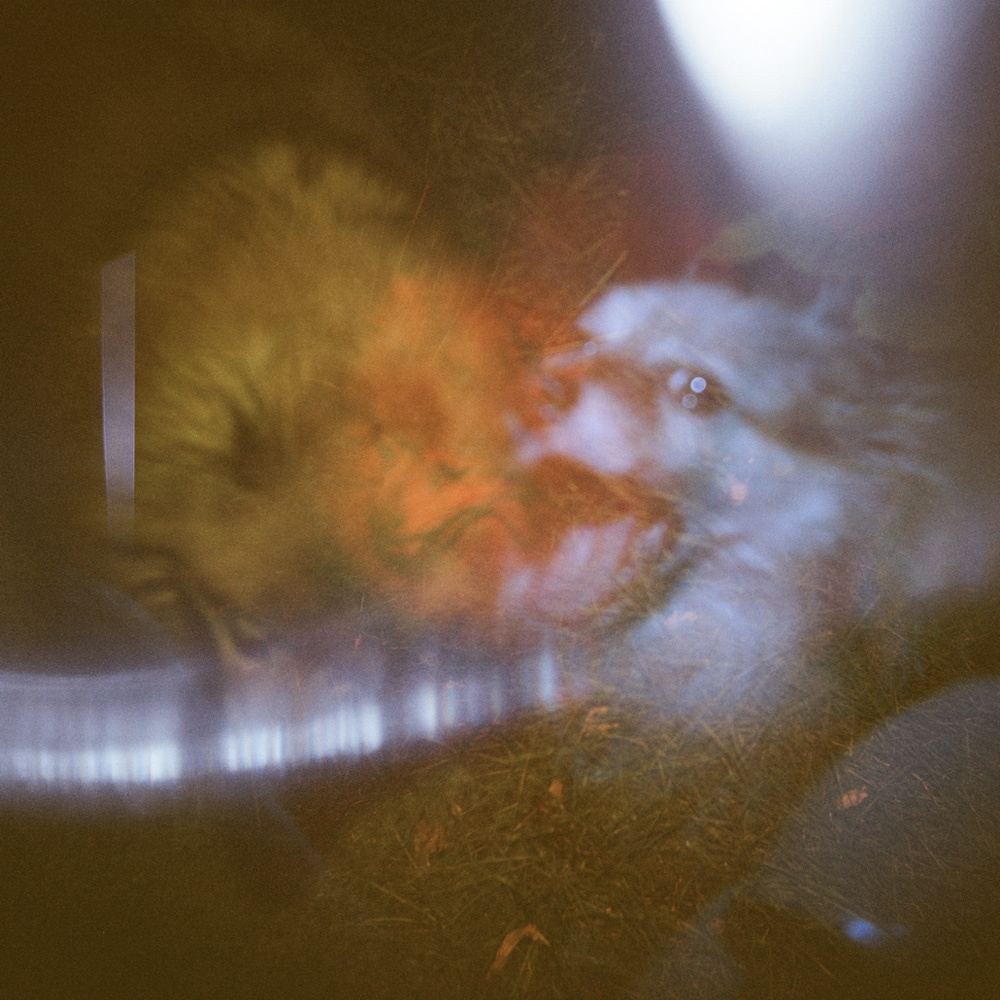 The 4 Pomeranians of the Apocalypse 