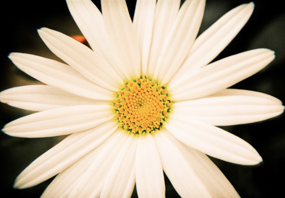 The Daisy Stands Cheerfully Alone