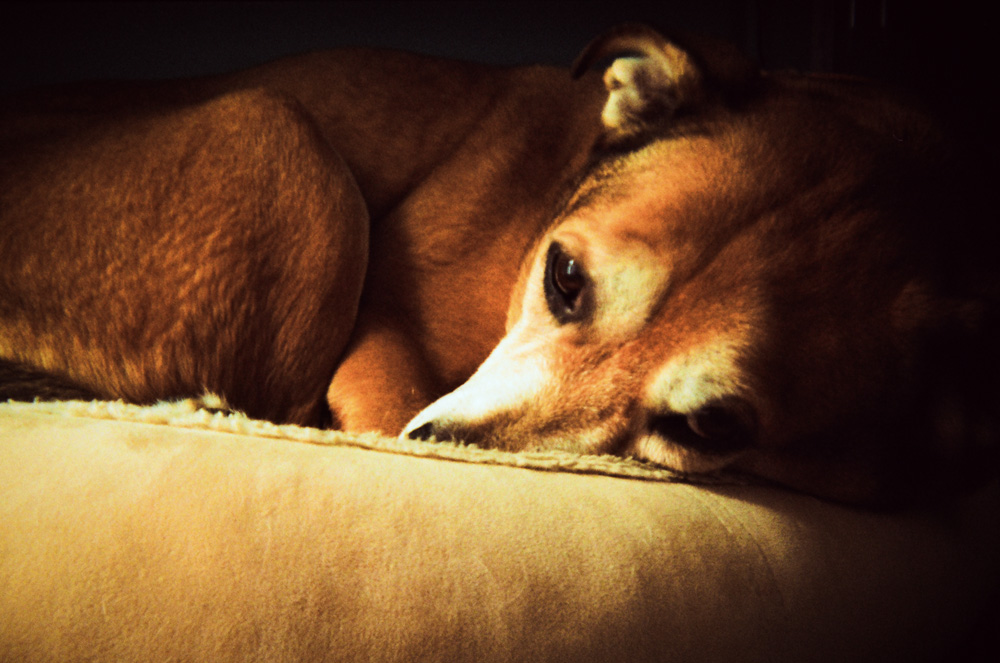 My Poor Old Boy Only Sleeps Now