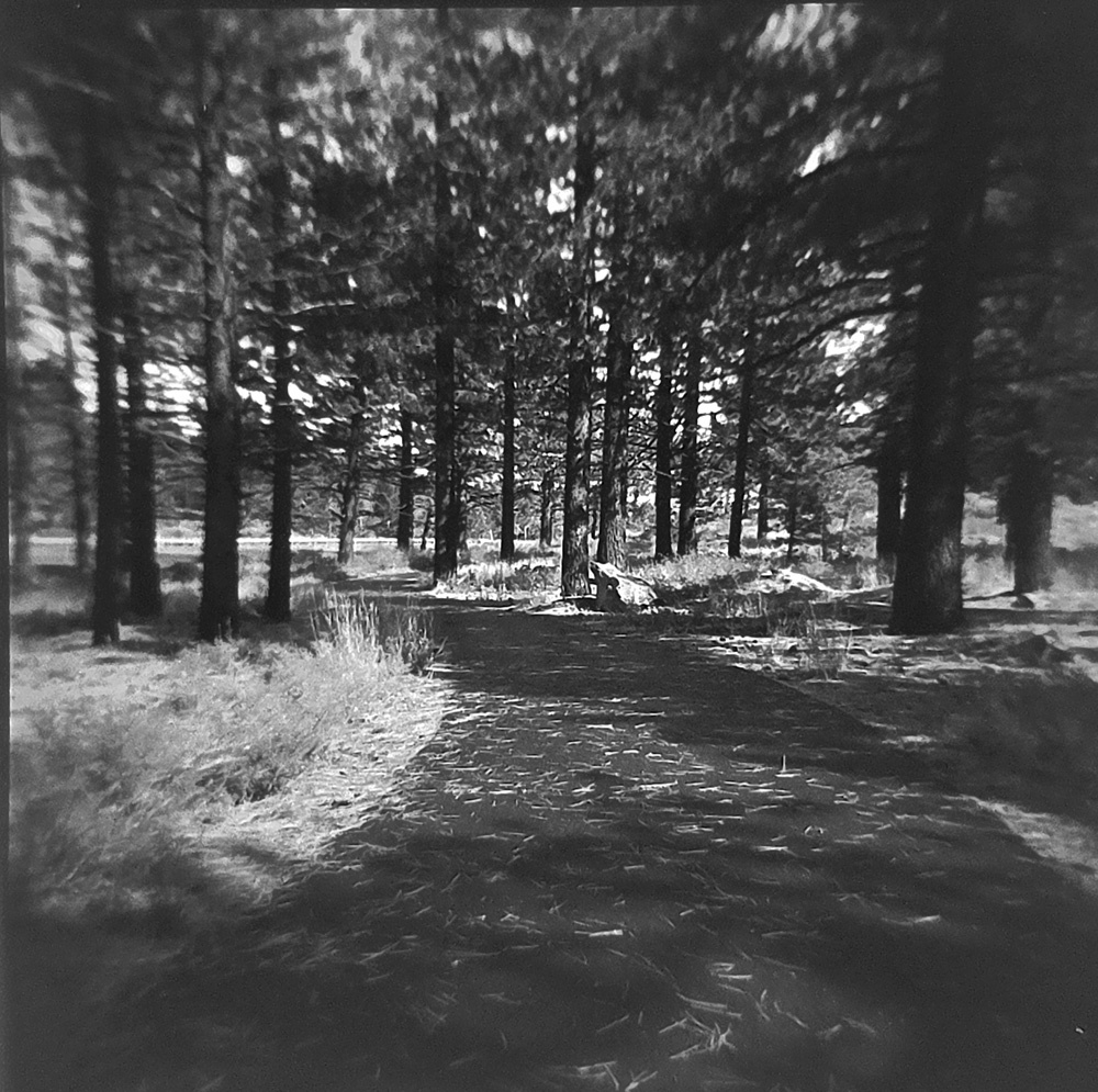 Through the Wooded Path