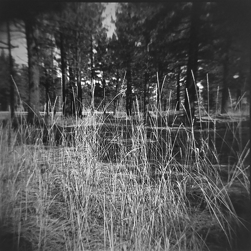 Whispers in the Wind 