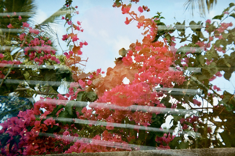 Backyard Bougainvillea