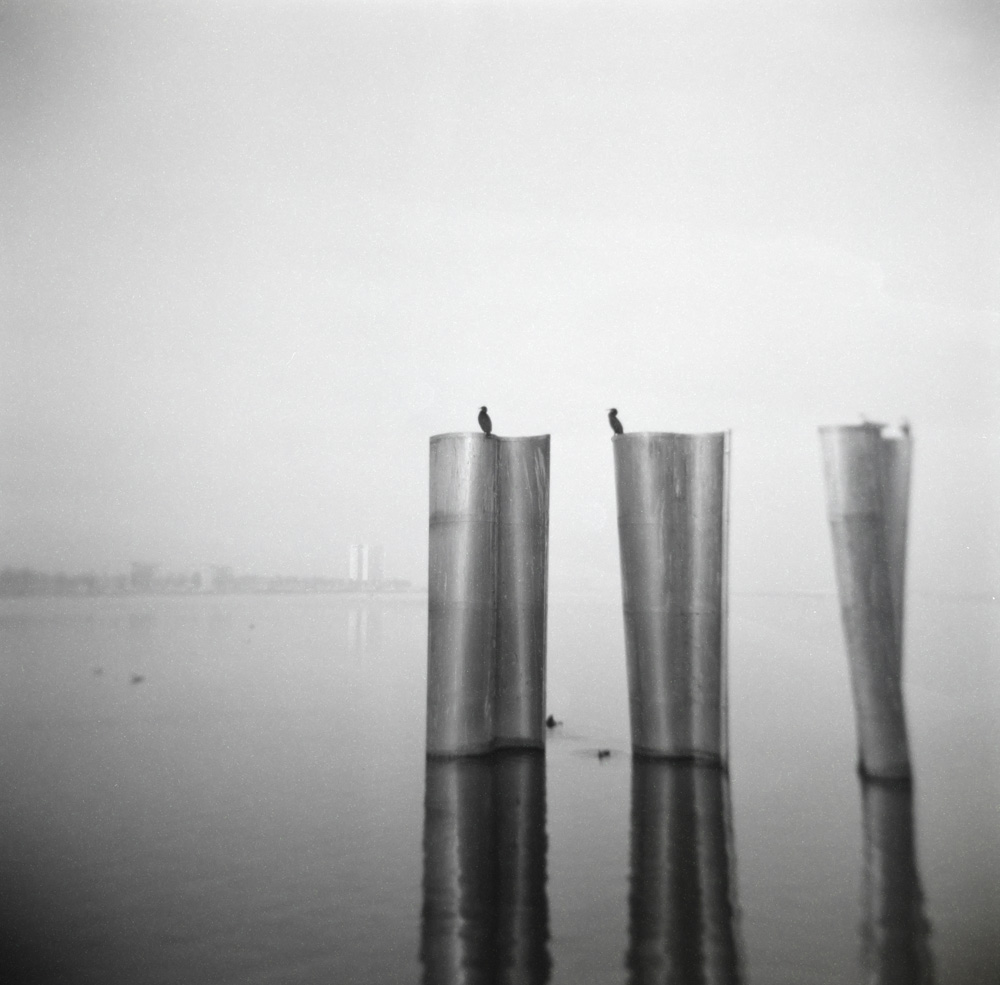 Cormorants with a view