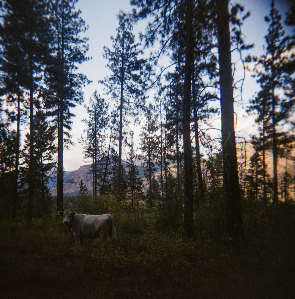 Grazing in the Grass