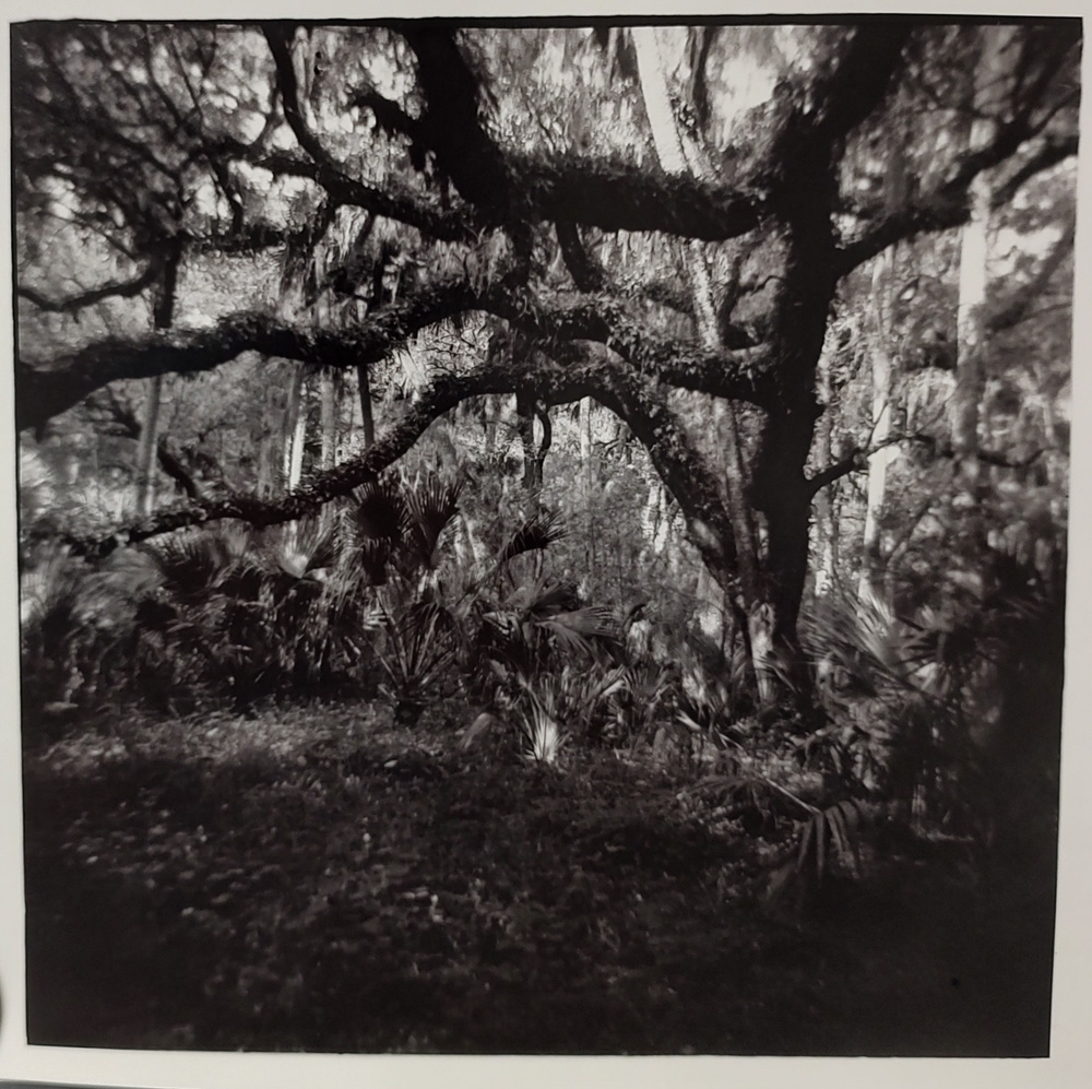 If an Oak were an Octopus