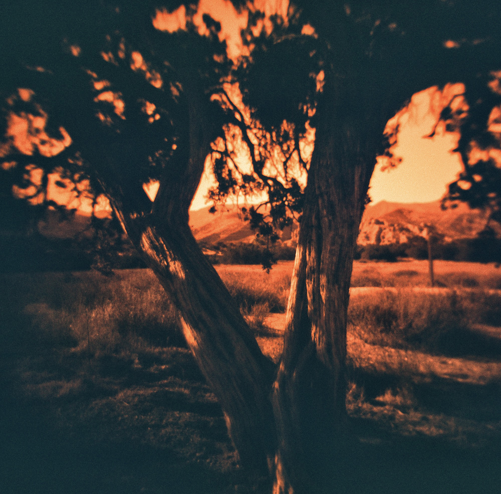 “The Silence Between Branches”